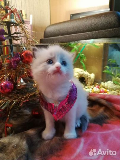 Рэгдолл на подушечку