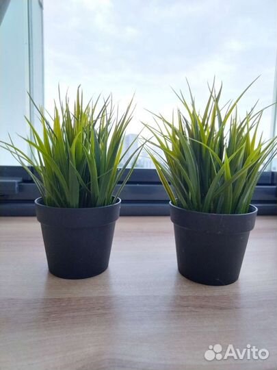 Растение цветок трава икея