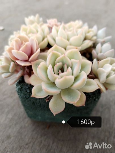 Суккуленты Садики