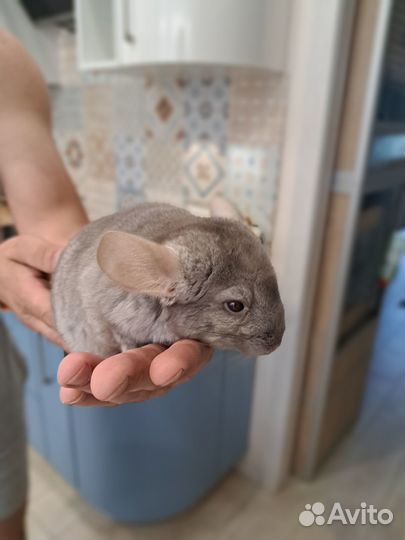 Шиншиленок мальчик