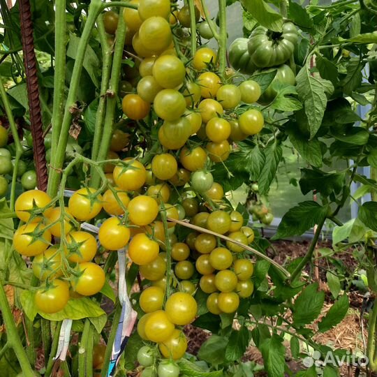 Семена коллекционных томатов ч.2