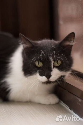 Юный очаровательный котик Сеня ждёт свою семью