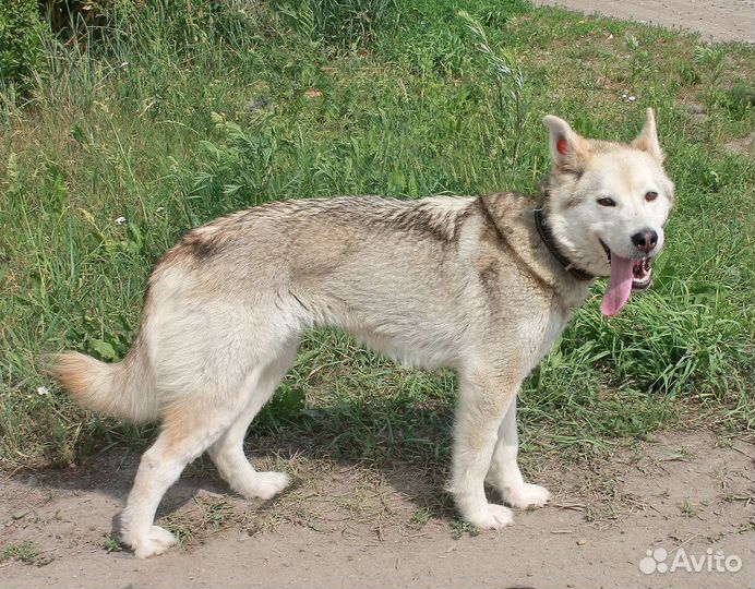 Радушка