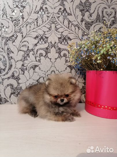 Померанский шпиц мини