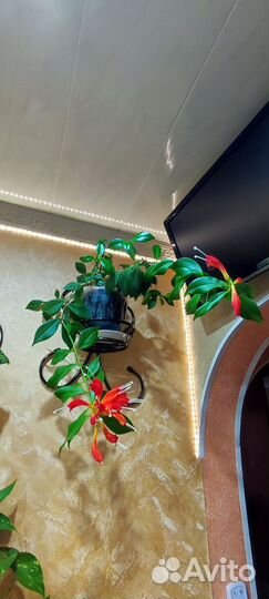 Эсхинантус жар птица