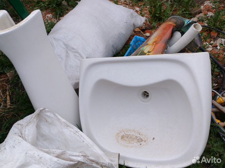 Раковина тюльпан