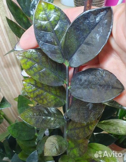 Черный замиокулькас (долларовое дерево)