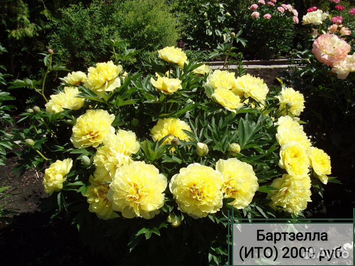 Продам пионы