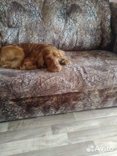 Вязка собак