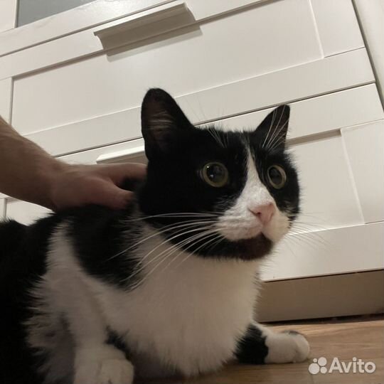 Кошка