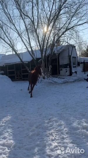 Продам лошадь