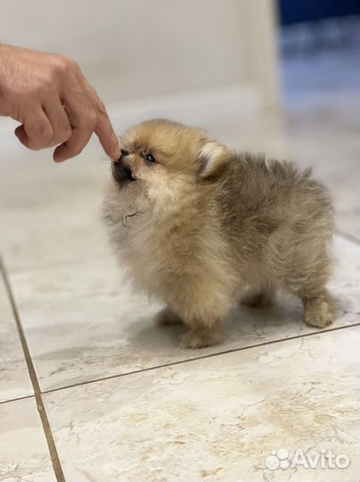Щенки померанского шпица(есть мини)