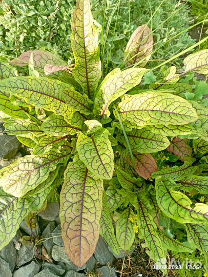 Растения для сада