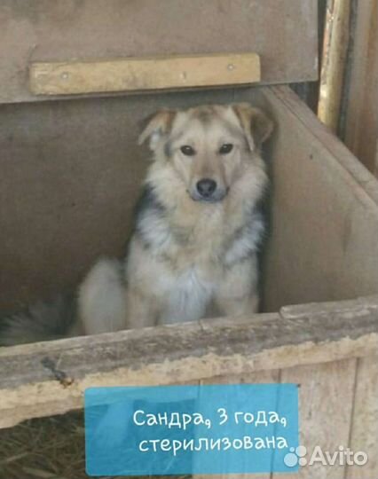 Собаки из приюта в добрые руки