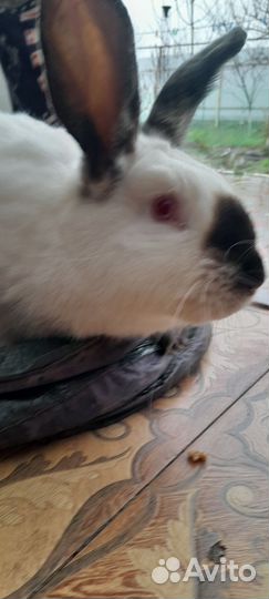 Кролики калифорнийские