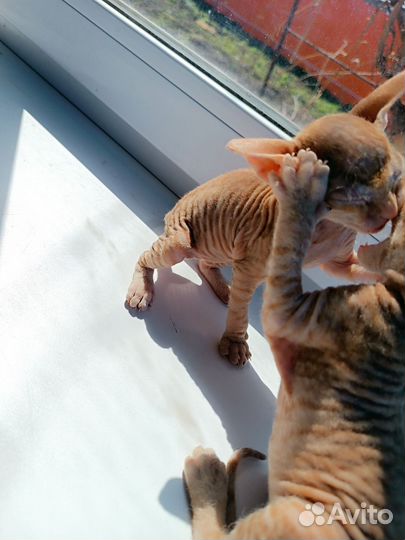 Кошки донской сфинкс