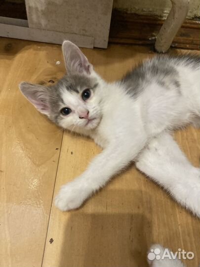 Отдам ласковых котят в хорошие руки