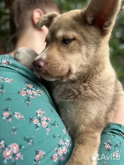 Собака в добрые руки отдам бесплатно