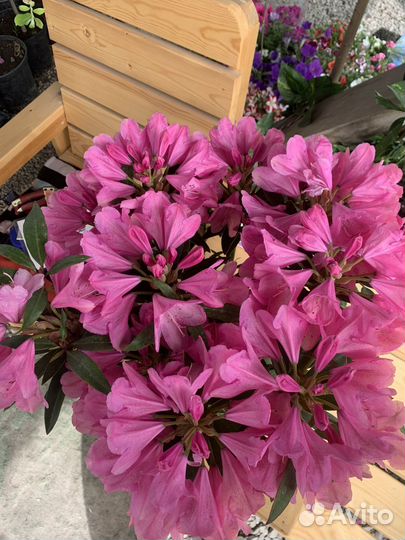 Рододендрон