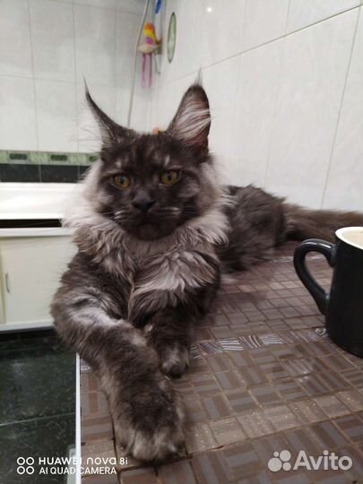 Котята мейн-кун