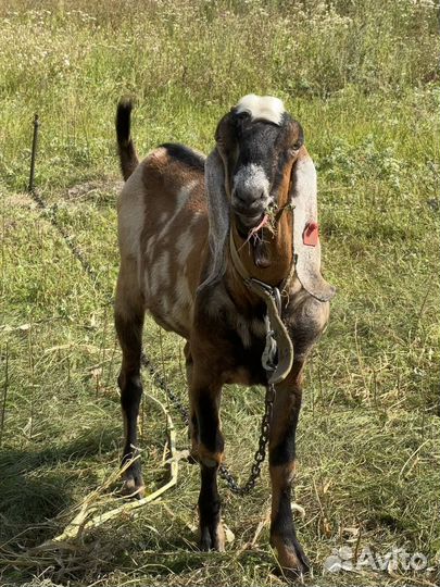 Нубийский козел 100