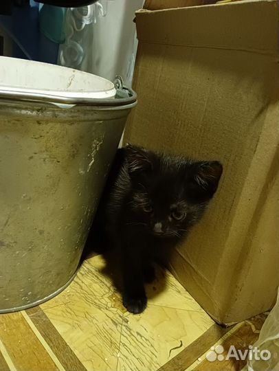 Котята отдам даром