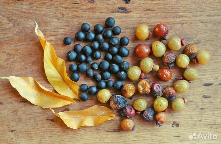 Сапиндус (мыльное дерево), семена на посадку