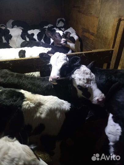 Телята бычки