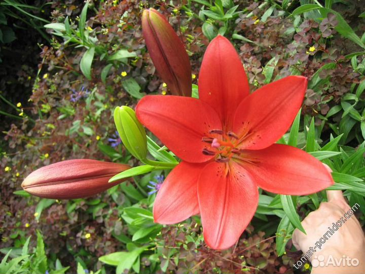 Лилии азиатск.и другие