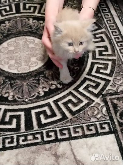 Котики в добрые руки