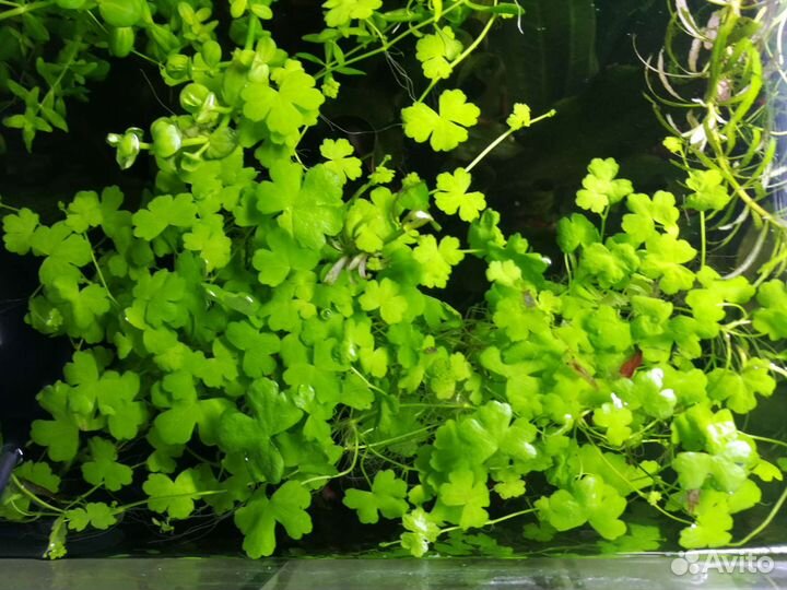 Аквариумные растения набором