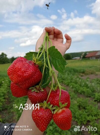 Земляника садовая, земклуника, усы