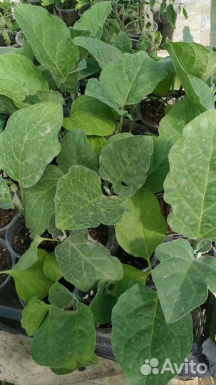 Рассада помидор Санька,Черри жёлтый Горшечный'