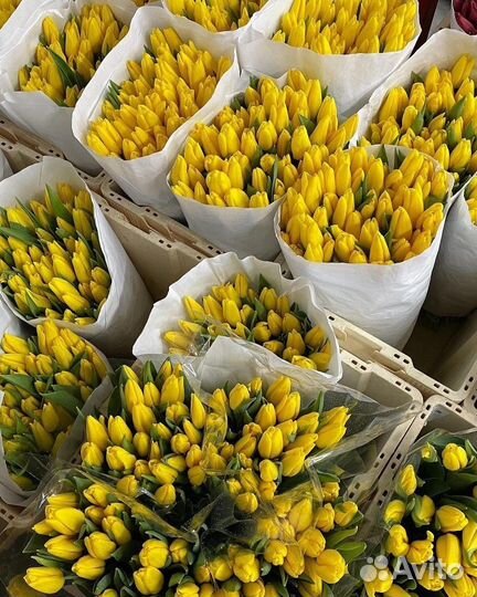 101 тюльпан 8 марта