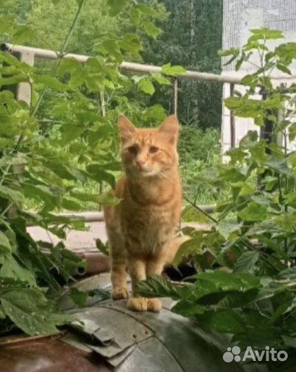 Рыжее счастье