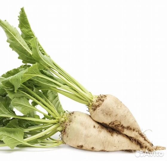 Семена свеклы Марибо Лауда