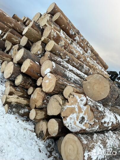 Лес кругляк сосна