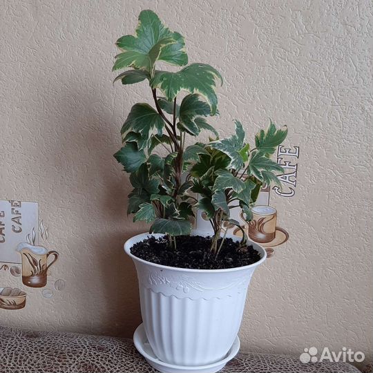 Плющ хедера