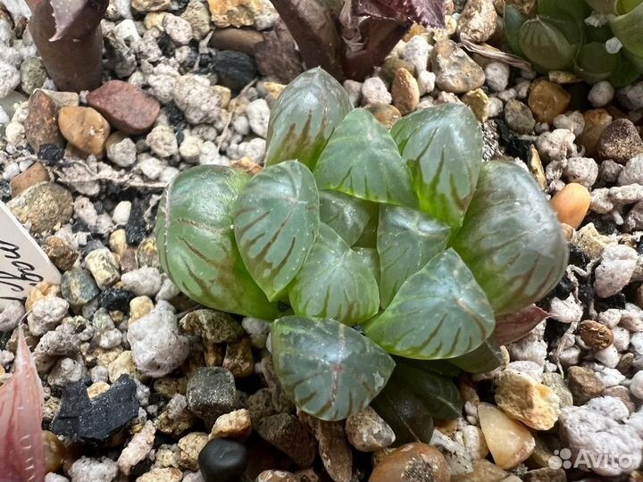 Хавортия (Haworthia) - 2