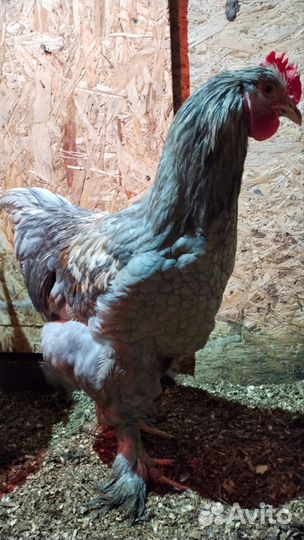 Куры Кохинхин и Петька