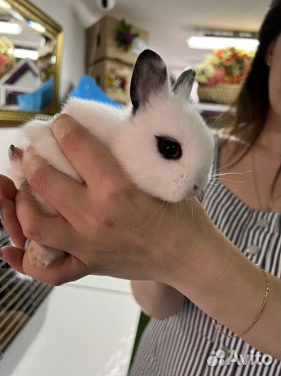 Ручные кролики