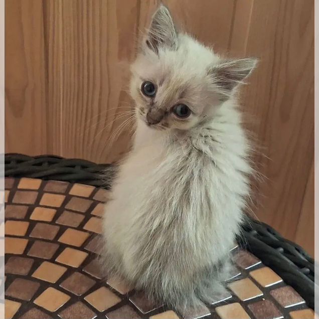 Рэгдолл котёнок
