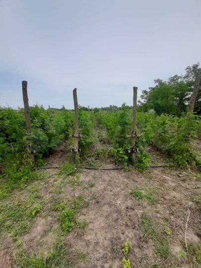 Участок 37 сот. (ИЖС)