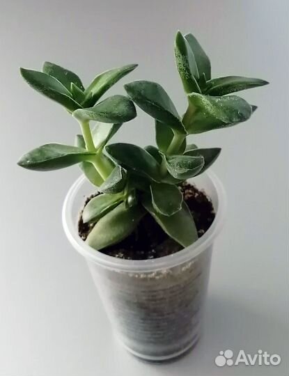 Крассула Спринг Тайм. Spring Time. Суккулент