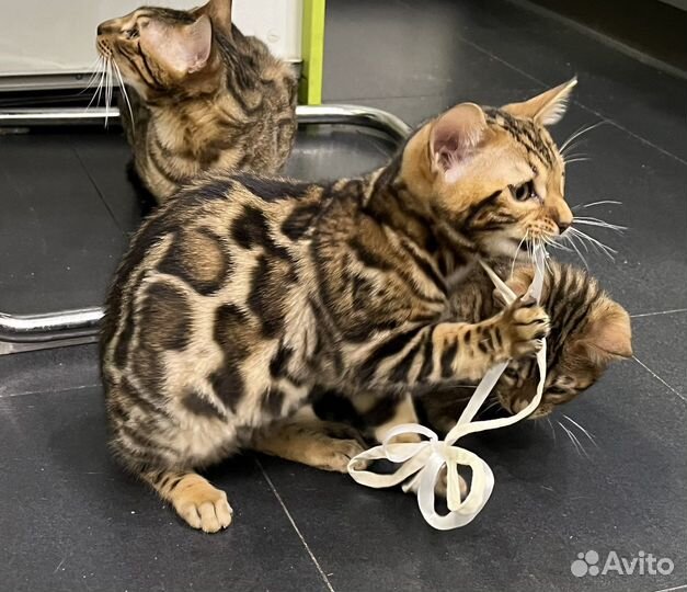 Бенгальская кошка