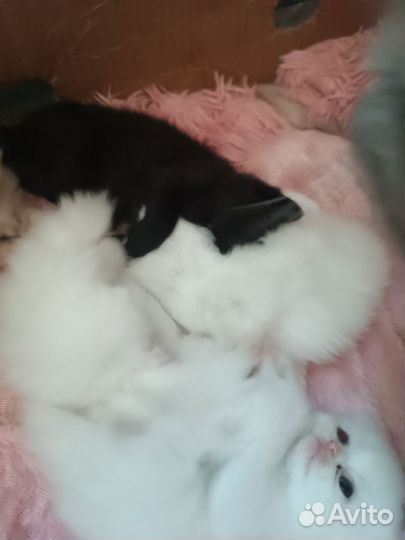 Кошки