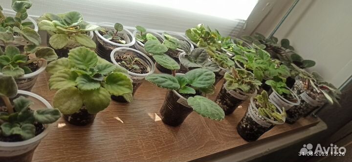 Детки сортовых фиалок мини и полумини