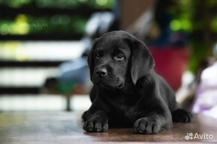 Щенки лабрадора