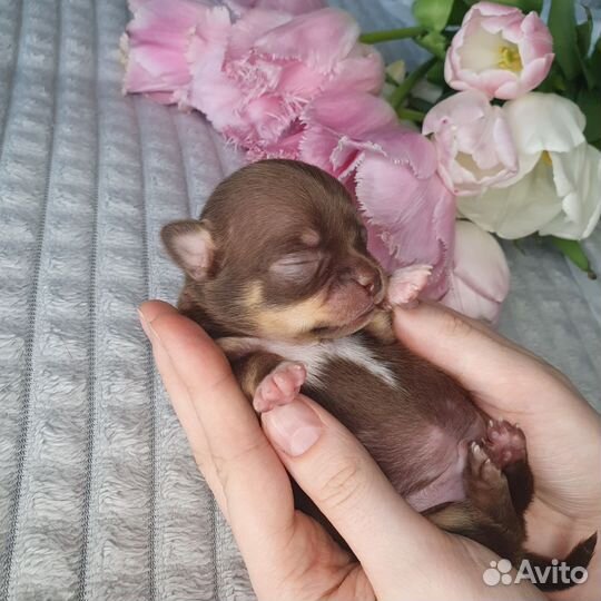 Щенки чихуахуа мини гладкошерстные