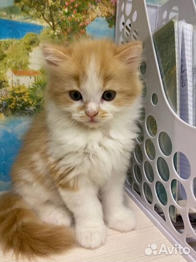 Продается котик Шотландский